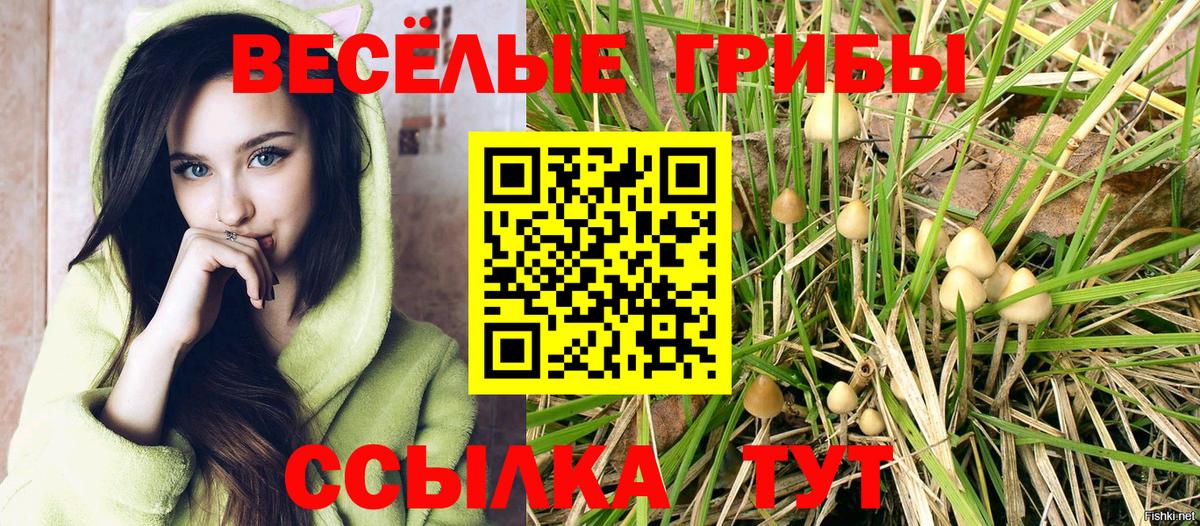 Галлюциногенные грибы Psilocybe Большой Камень